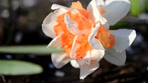 Narcissus Close Up Beautiful Flower White Orange Petals Stamens Green Leaves