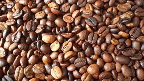 Roasted coffee beans in close-up.