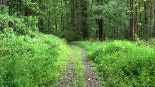 Caminando por el bosque verde en un día nublado de verano.