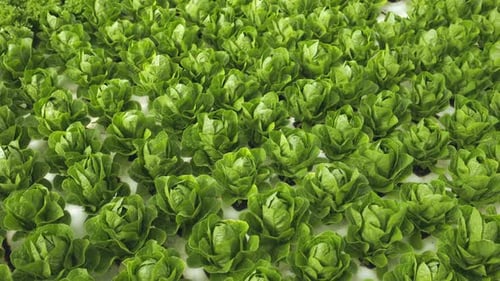 View From Above on Aquaponics Bushes Growing in Greenhouse Top View on Hydroponics Plants Grow at