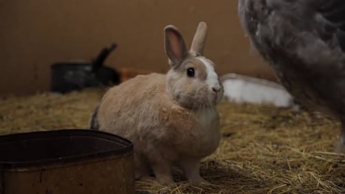 Cute domestic rabbit on a farm