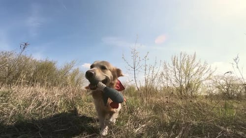 Happy Golden Retriever Dog Runs with Toy Outdoors