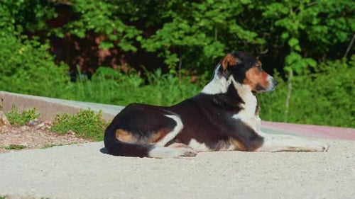 Hund liegt auf Betonboden, statische Nahaufnahme