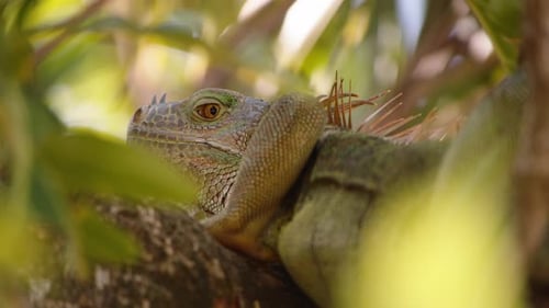 Close Up Shot of Large Lizard in Tree Crown