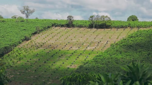 Featuring a panoramic view of rolling hills bathed in soft sunlight, the scene is brought to life by