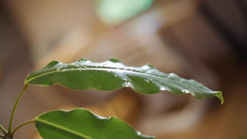 Closeup Green Leaf with Water Droplets on Surface After Misting