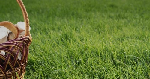 From the Green Background the Camera Moves Towards the Basket with Wild Mushrooms