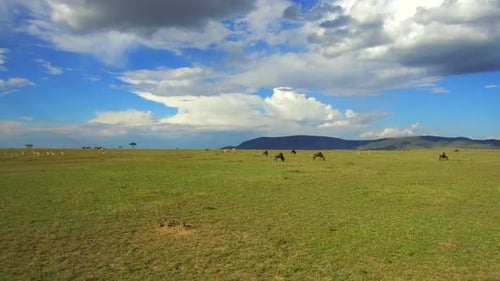 Разнообразное стадо травоядных животных мирно пасется в национальном заповеднике Масаи Мара, Кения, Африка