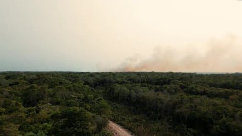 Forest fire drone flight documenting the forest area and deforestation and environmental pollution