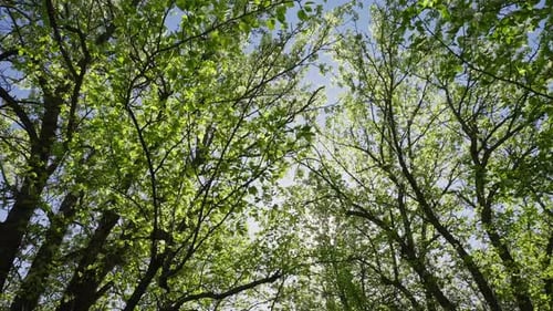 View Looking Up Through Dense Leafy Branches Toward Sunlit Sky