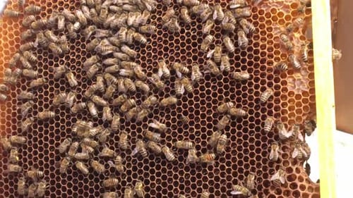 Beautiful Winged Bee Slowly Flies to Beehive Collect Nectar on Private Apiary from Live Flowers
