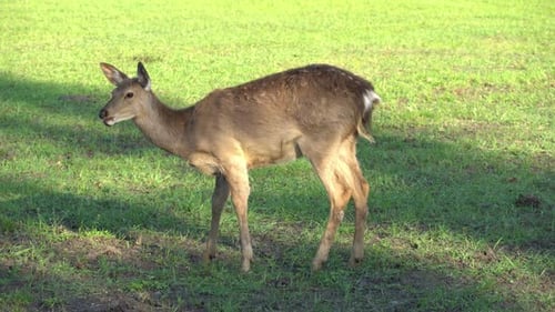 Roe deer grazes in the meadow and eats grass. Animal in the wild