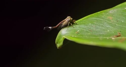 A small treehopper insect walks on the edge of a green leaf at night, macro follow shot