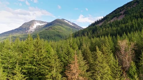 Foto aérea acima das copas das árvores da floresta perene com montanhas em um dia de céu azul em Snoqualmie, Washing