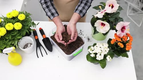 Person Holding Soil for Potting Flowers Indoors
