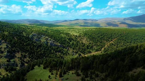 Magnificent pine forests mountain landscapes