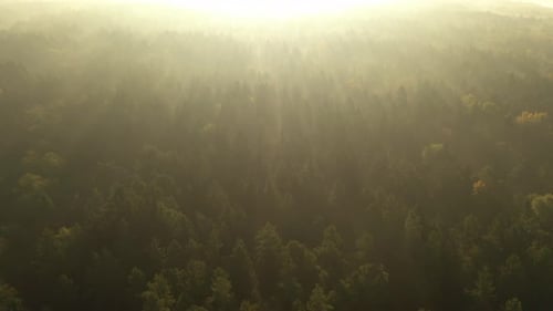 Drone aerial view of forest in early morning. Strong autumn fog, sunrise moment.