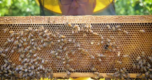 Der Imker kümmert sich in einer schützenden Imkerbestie um Bienen, Honigwaben, viel Honig. Con