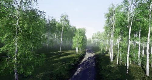 Lush Green Woodland Path Leading Into a Tranquil Forest During Daylight Hours