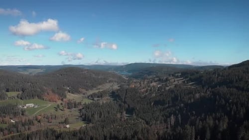 Green pine forest with spruce trees