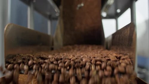 Close Up Falling Roasted Coffee Beans From Industrial Processing Roasting Machine in Modern Factory