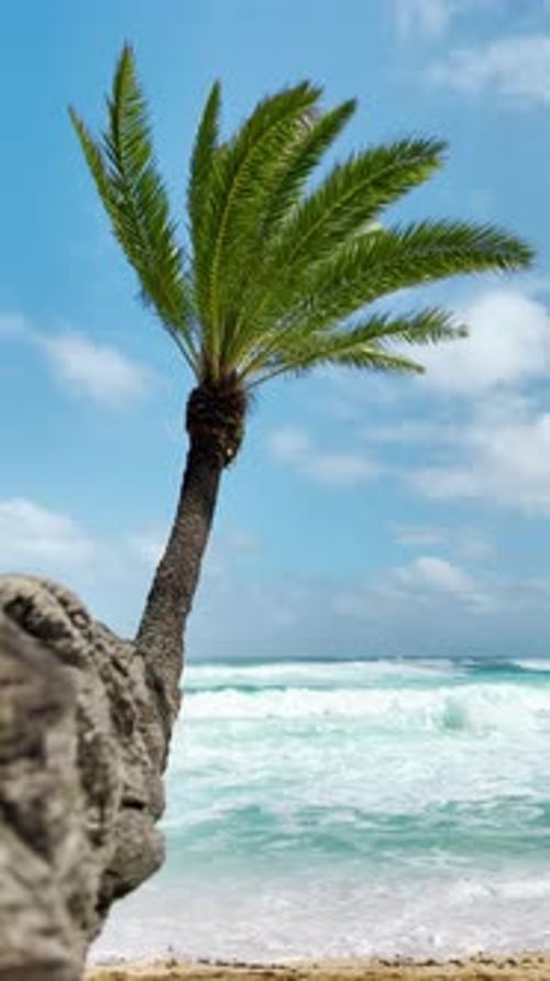 Palm Tree on Beach With Ocean Background