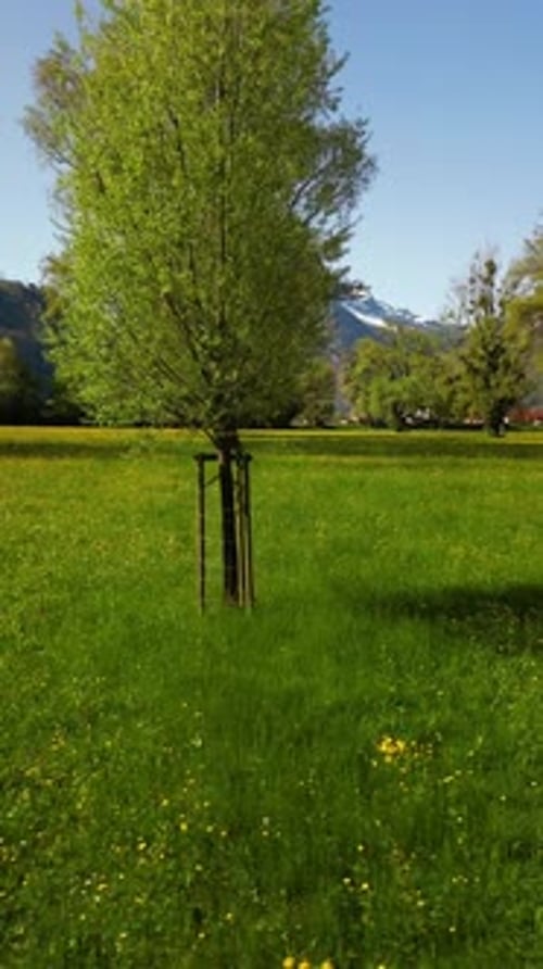 Lush green meadow with small yellow flowers bordered by large tree forest Swiss Alps