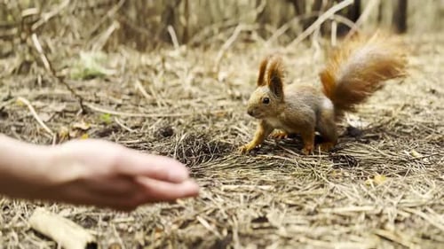 Squirrel Eating Food from a Human Hand