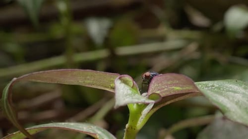Close-Up of Insect on Plant Sitting and Flying Away