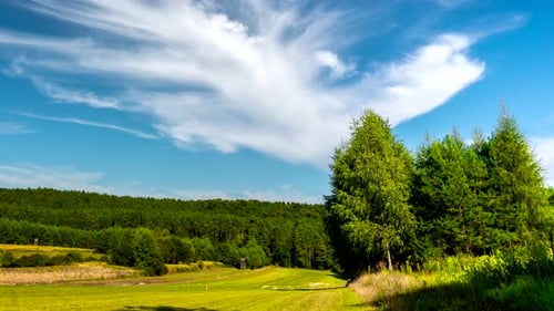 Forest meadow.