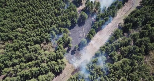 Wildfire rising smoke. Natural disaster, drone view.