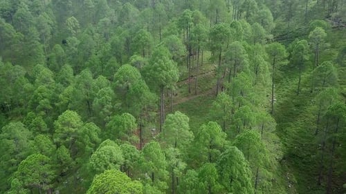 A Stunning Aerial View Showcasing a Lush Green Forest That Highlights the Beauty of Nature Stock