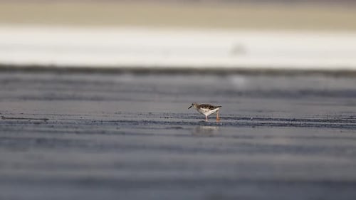 Alimentando pássaros marinhos que ocupam águas serenas do lago