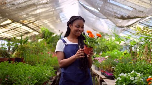 Happy black ethnic woman flower and plant nursery worker cutting plants in greenhouse