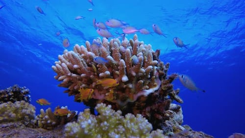Colourful Coral Reef