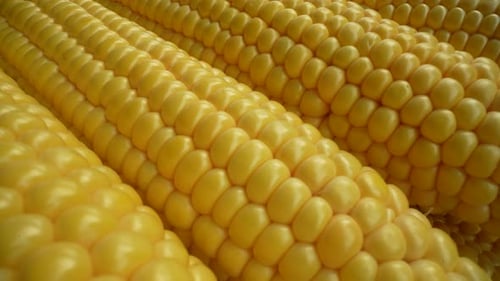Fresh Yellow Corn Close Up Macro Shot