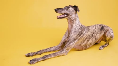 Brindle Windhund-Hund, liegend auf gelbem Hintergrund