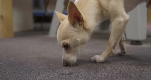 Dog sniffing the ground carpet