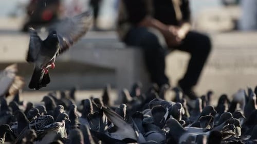 Animales, pájaros, palomas en el suelo, en City Life 2