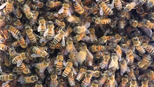 Honeybee Swarm Close-up Showing Insects in Detail