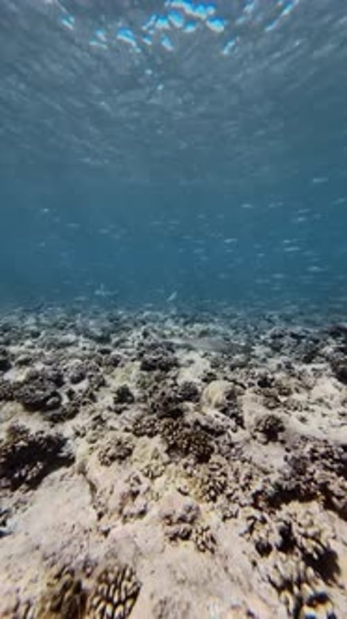 Shark Patrols Vibrant Coral Reef