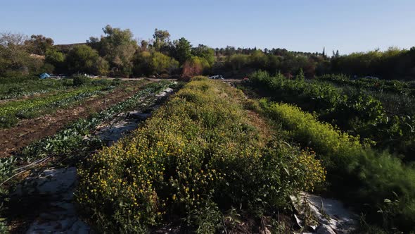 Organic farm field in Neot Smadar - aerial view of sustainable ...