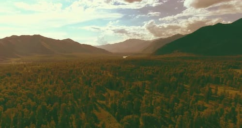 Aerial View Low Flight Above Evergreen Pine Tree Landscape with Endless Mountain Forest at Sunny