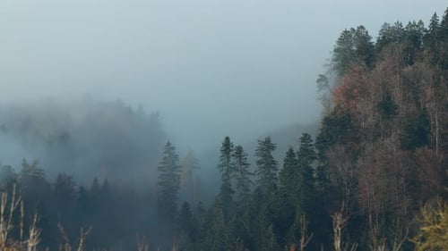 Aerial view of trees with thick fog