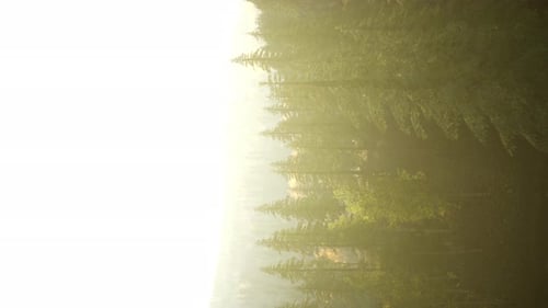 Vertical Format of Misty Mountain Forest Landscape in the Morning