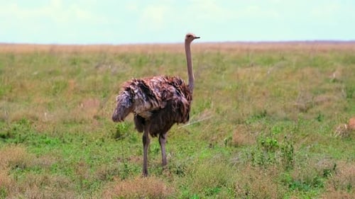 An ostrich walks in the wild of the African savannah in the Seregeti