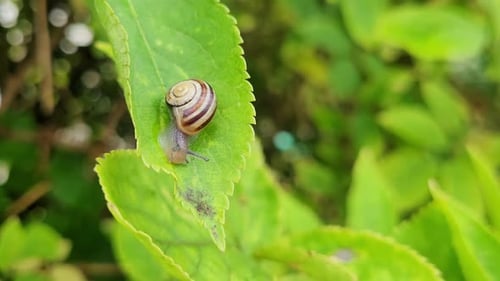 Small Snail with Spiral Shell on Green Leaf