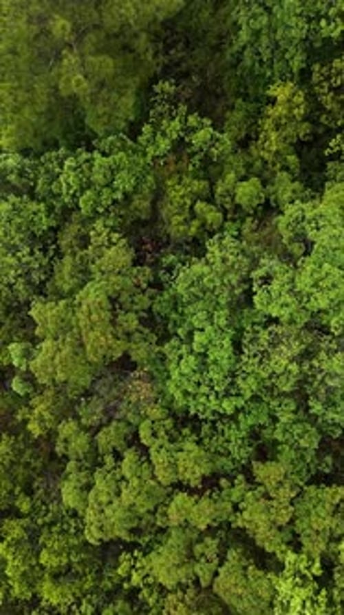 Vertical Video Aerial Adventure Along Verdant Green Forest Trail Exploring Nature's Pristine