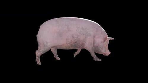 Realistic 3D Animated Pig Walking with Alpha Channel
