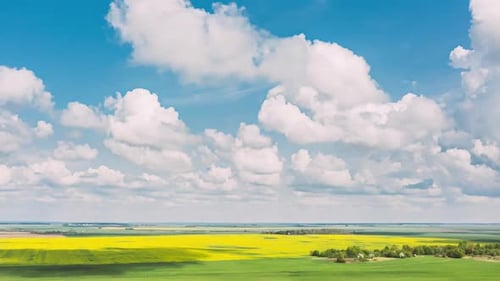 Aerial View Of Agricultural Landscape With Flowering Blooming Rapeseed Oilseed In Field Meadow In